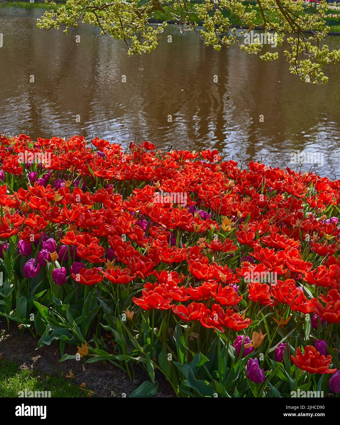 keukenhof-gardens-lake-hi-res-stock-photography-and-images-alamy