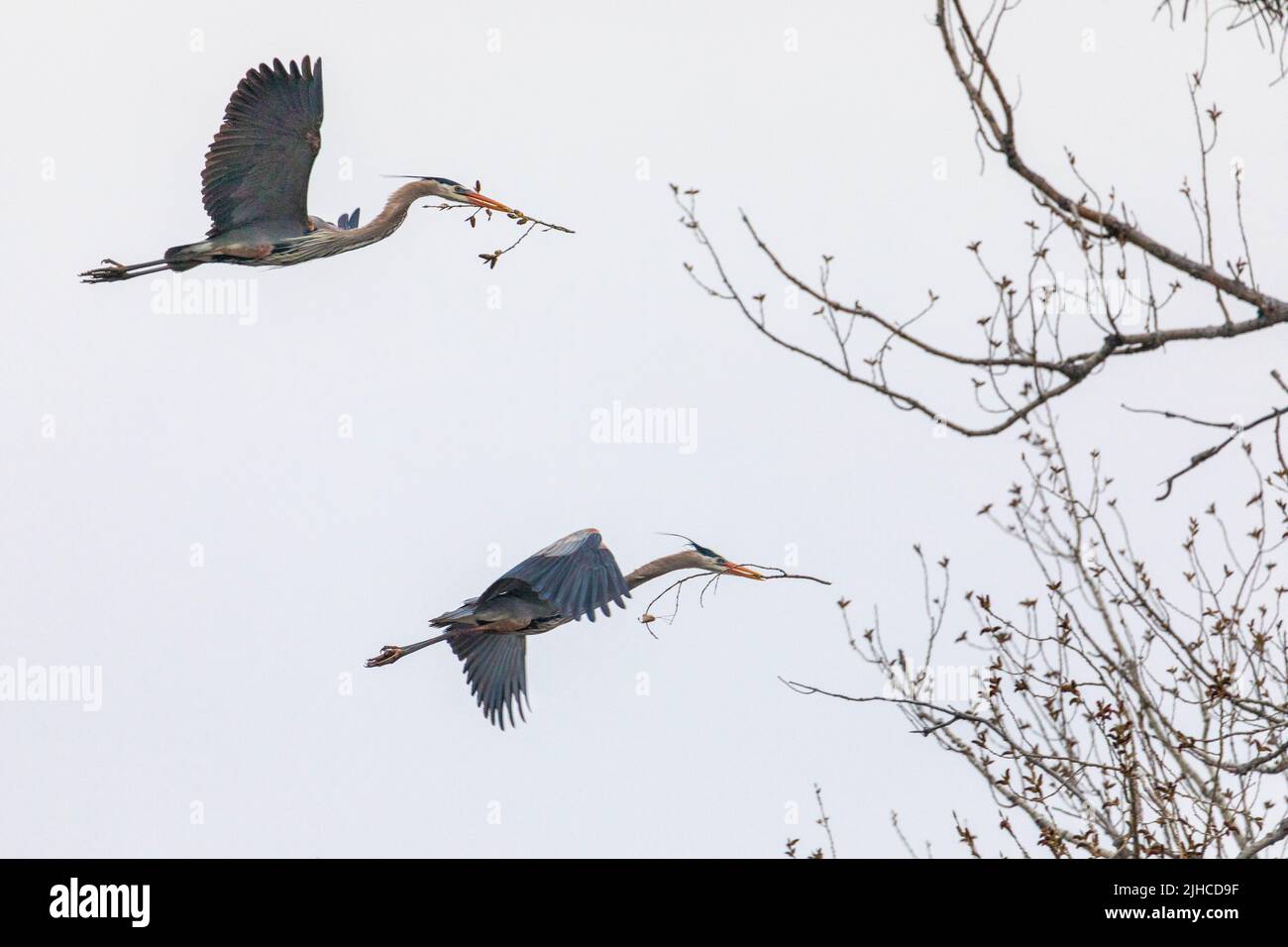 Great Blue Herons building nests at Rookery near Minneapolis Stock Photo