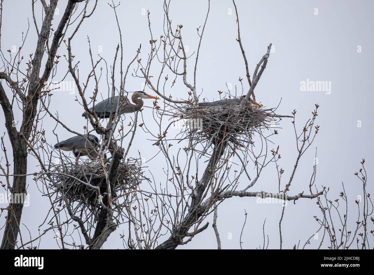 Great Blue Herons building nests at Rookery near Minneapolis Stock