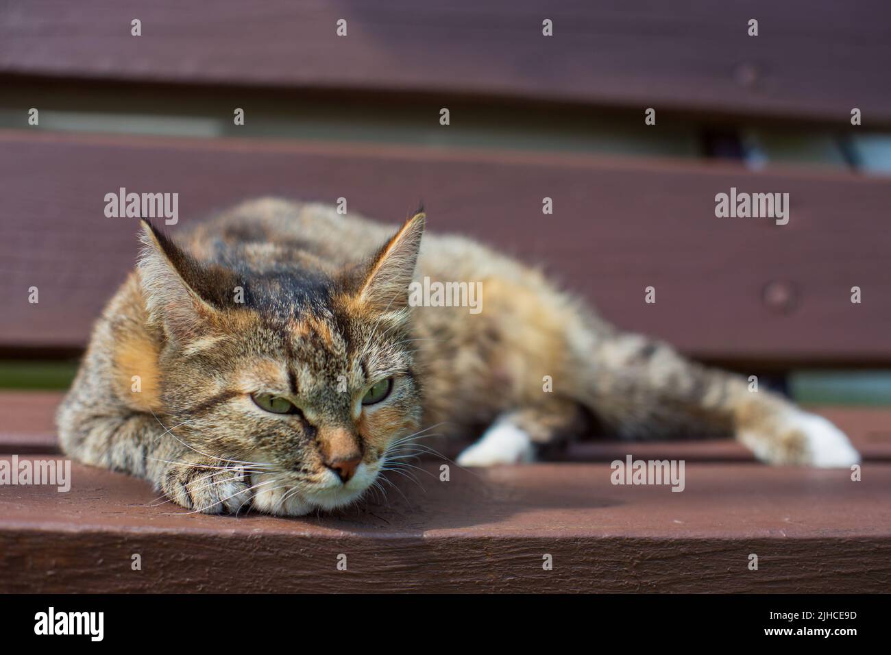 A tabby cat sleeps on a bench in the countryside on a summer sunny day ...