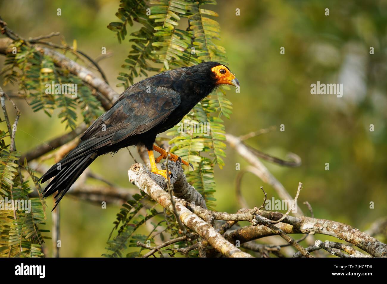 Black Caracara - Daptrius ater bird of prey in Falconidae found in Amazonian and French Guiana lowlands along rivers. Dark black bird with the yellow Stock Photo