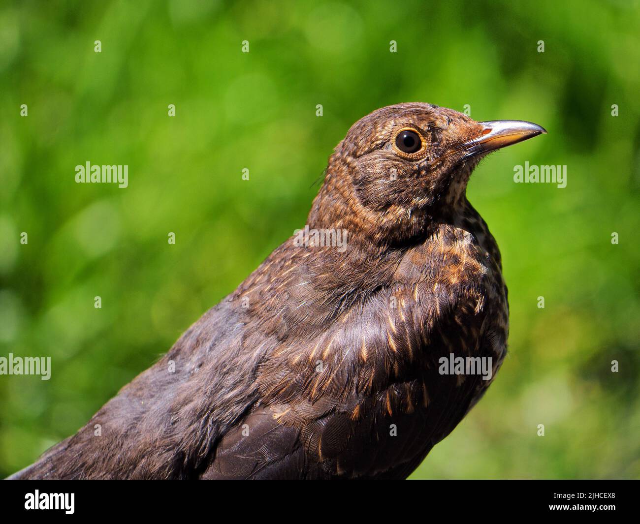 Juvenile common blackbird (Turdus merula) in profile Stock Photo