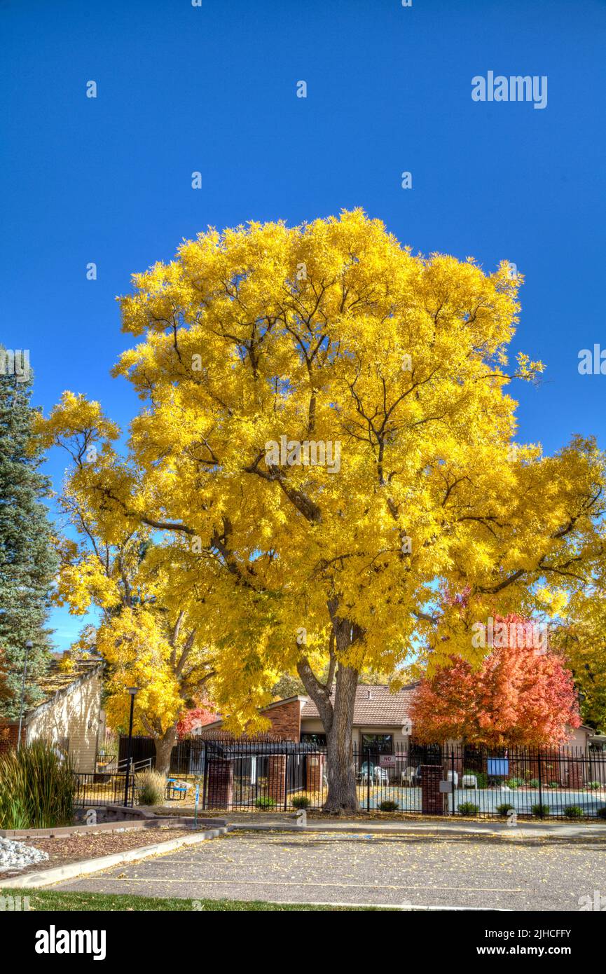 A mature Green Ash Tree is in its full glory in the fall with a canopy of bright yellow leaves. Stock Photo