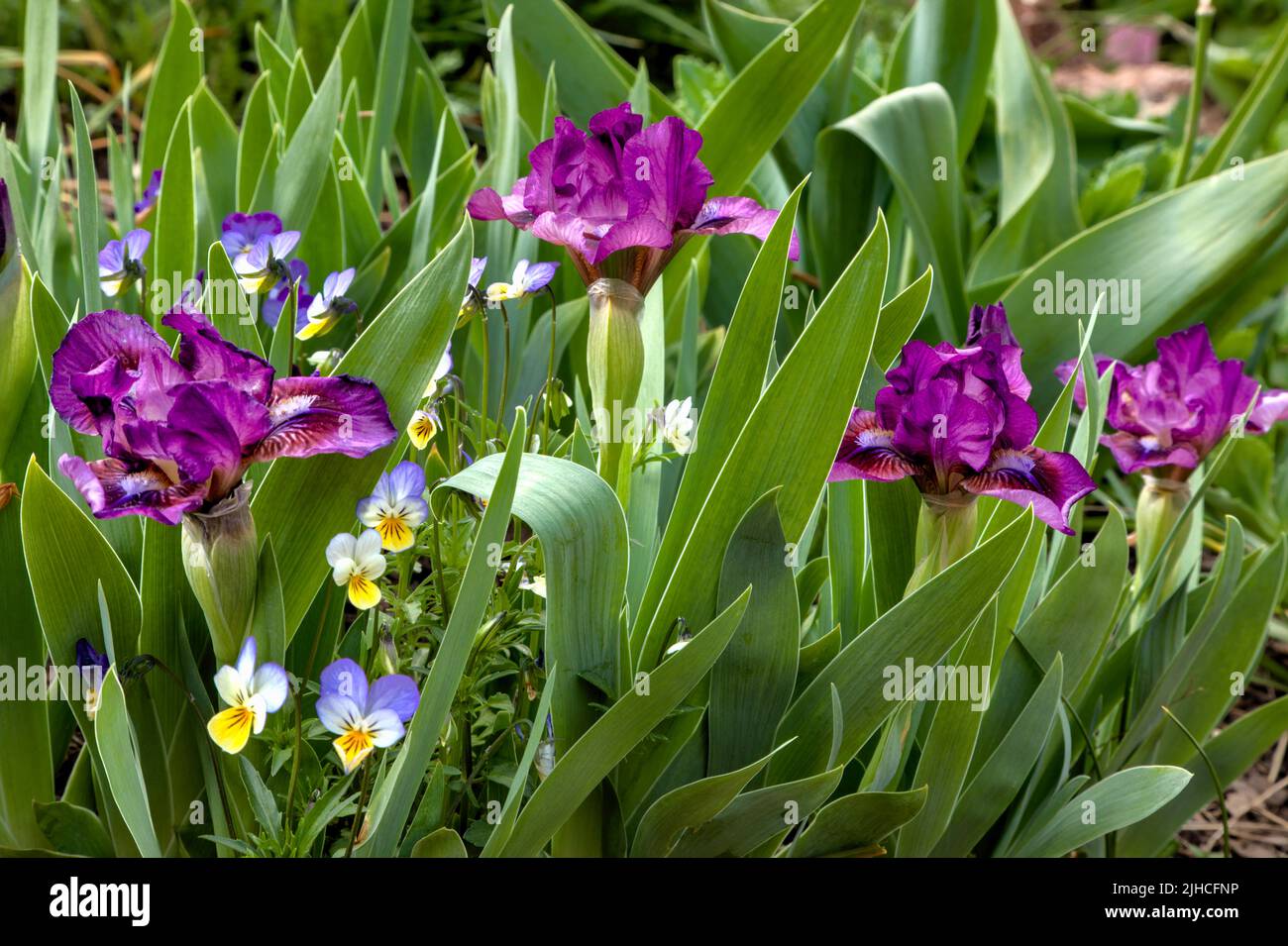Johnny Jump Ups have invaded the space of a patch of purple flowering Miniature Iris. Stock Photo