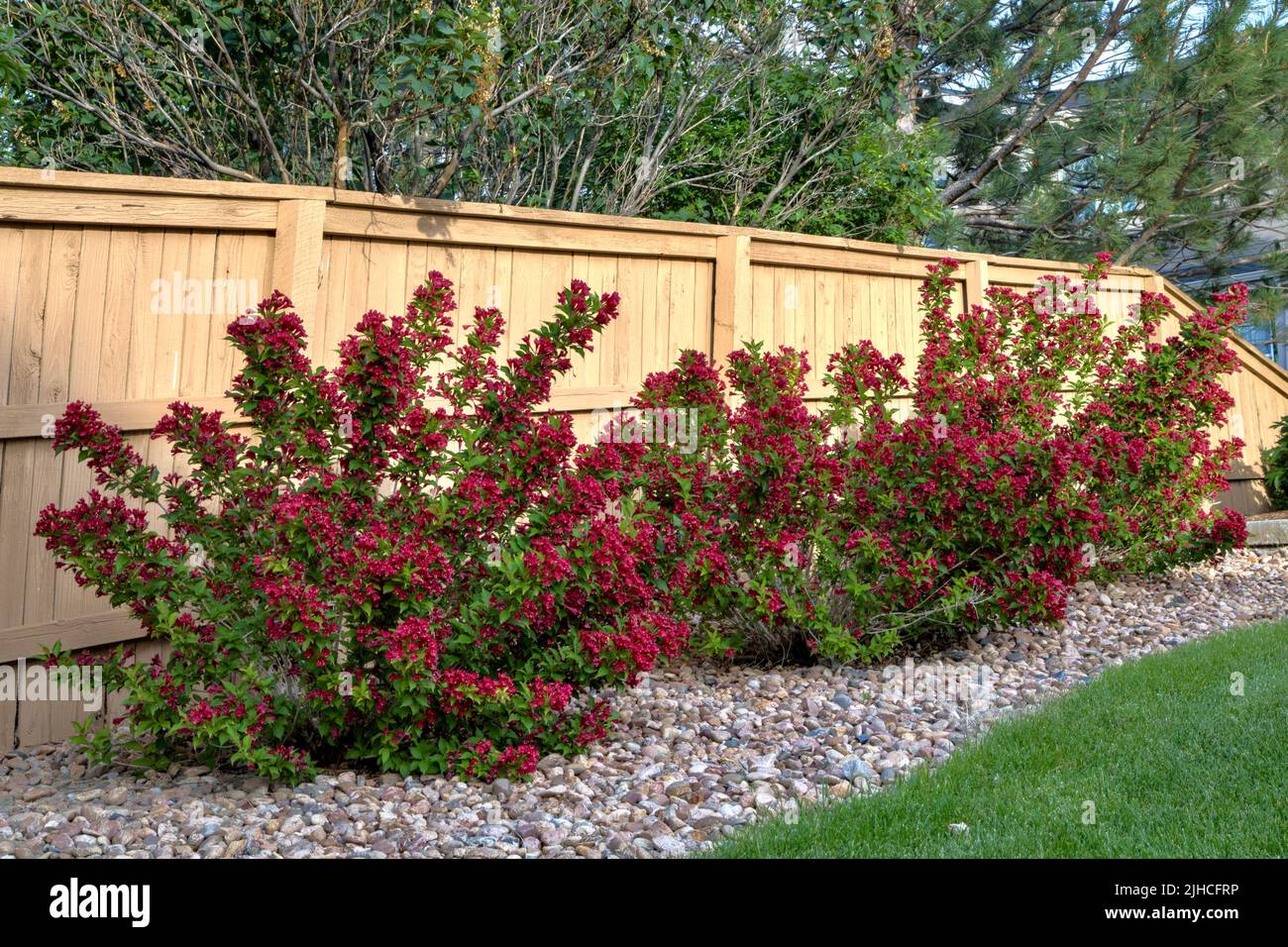 Red Prince Weigela shrubs in full bloom during early summer. Stock Photo