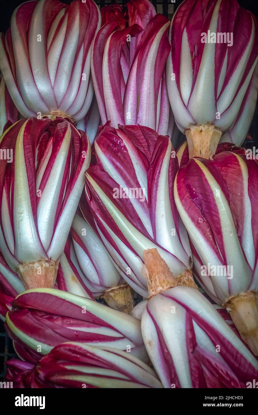 Beautiful display of Radicchio Treviso at the Rialto Market (Mercato Rialto) in Venice, Italy Stock Photo