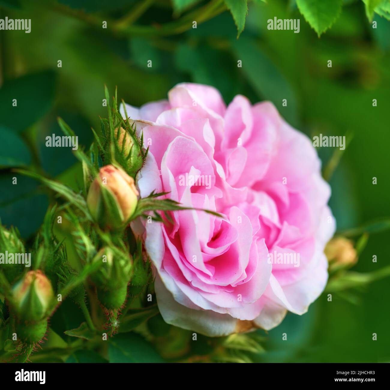 The rose in the garden. A photo of a beautiful pink rose in the garden ...