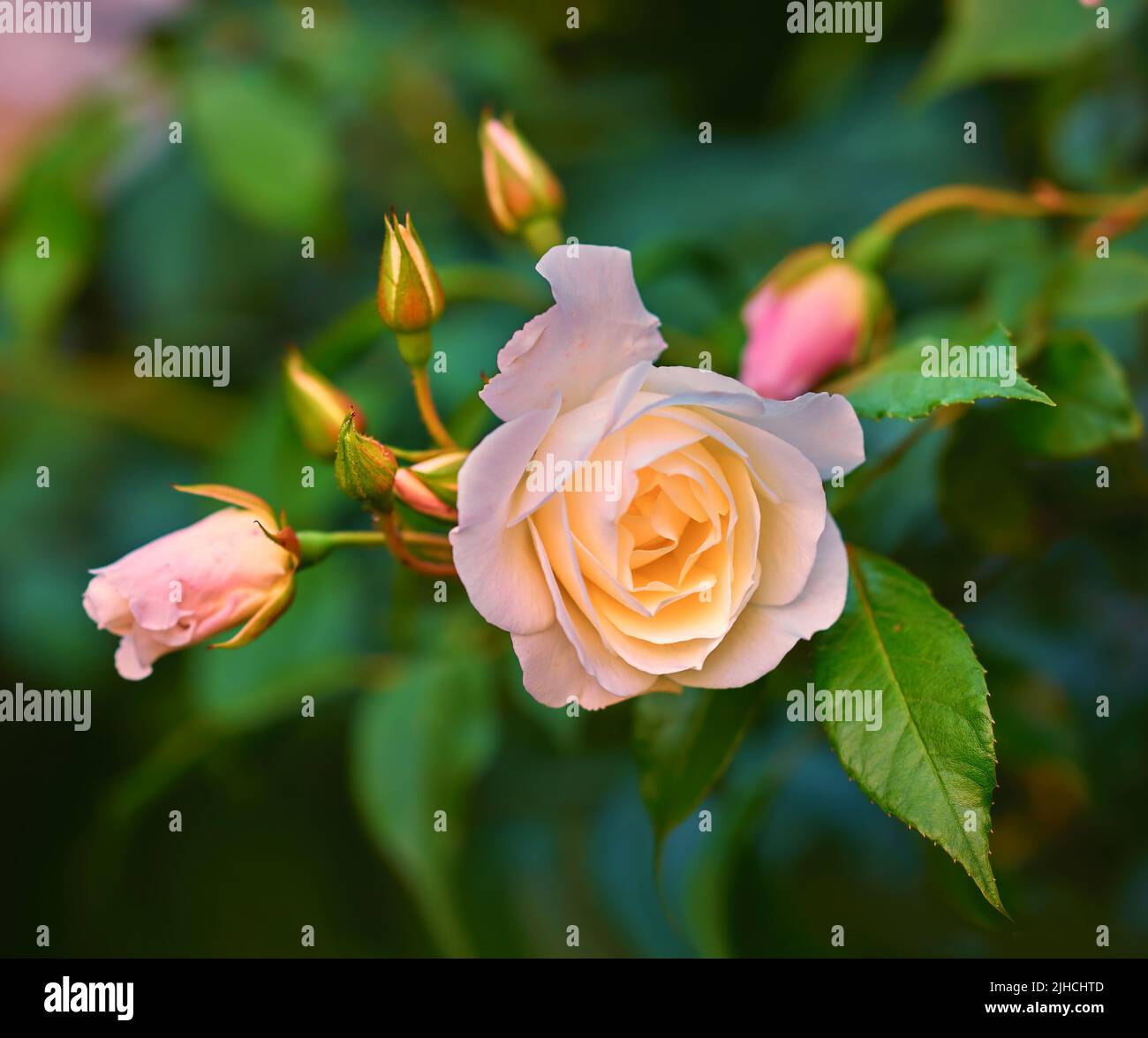 The rose in the garden. A photo of a beautiful pink rose in the garden ...