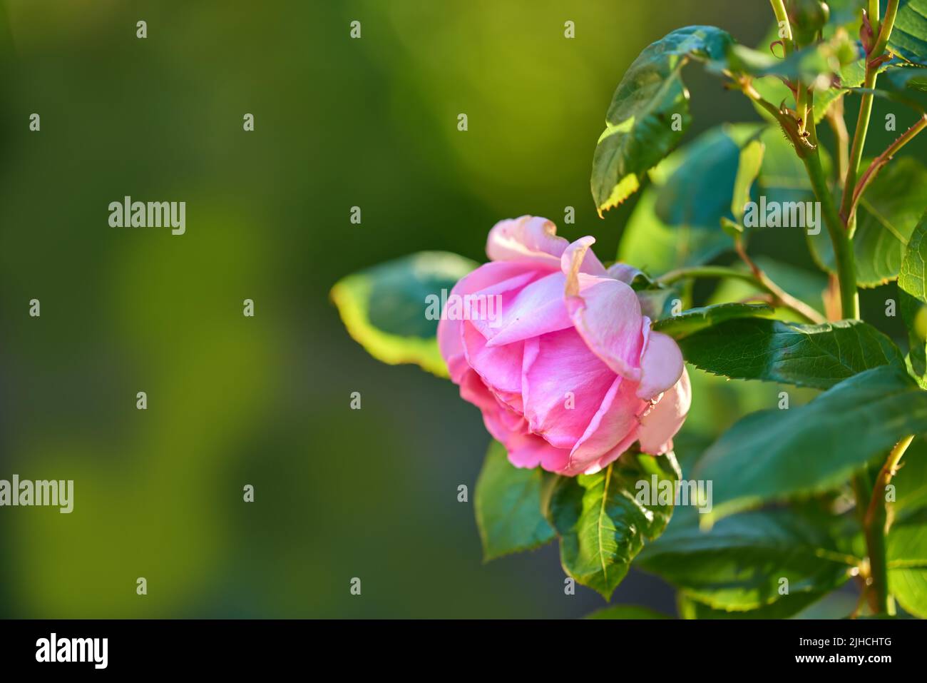 The rose in the garden. A photo of a beautiful pink rose in the garden ...