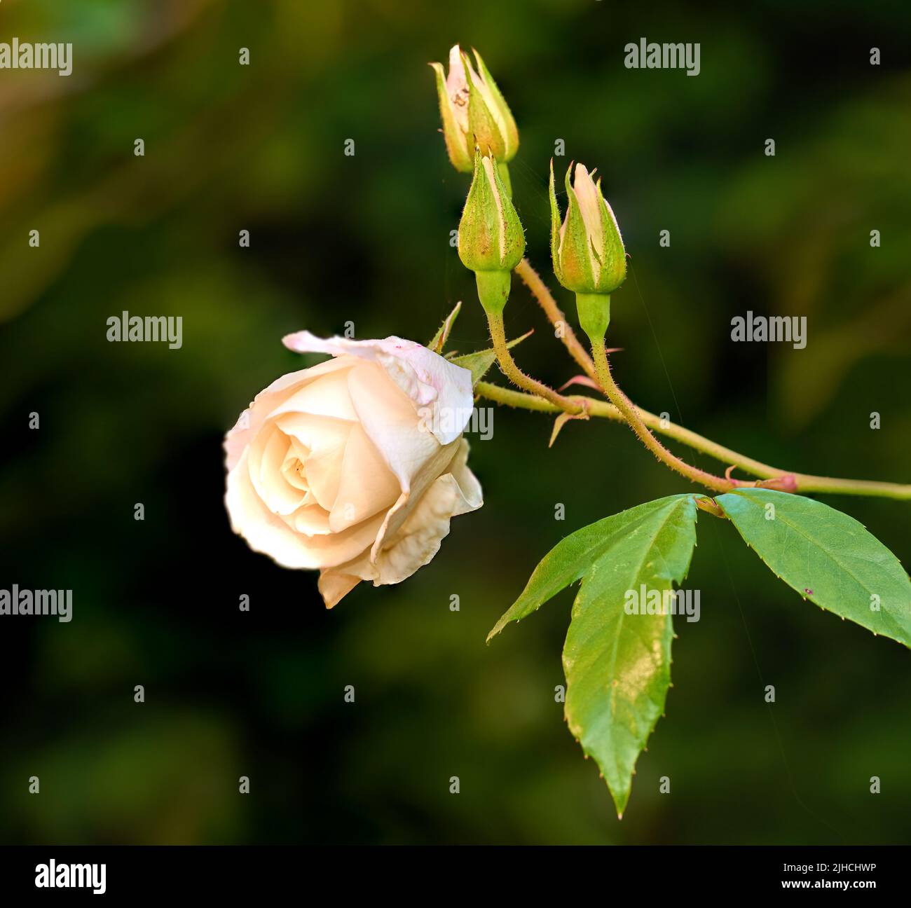 The rose in the garden. A photo of a beautiful pink rose in the garden ...