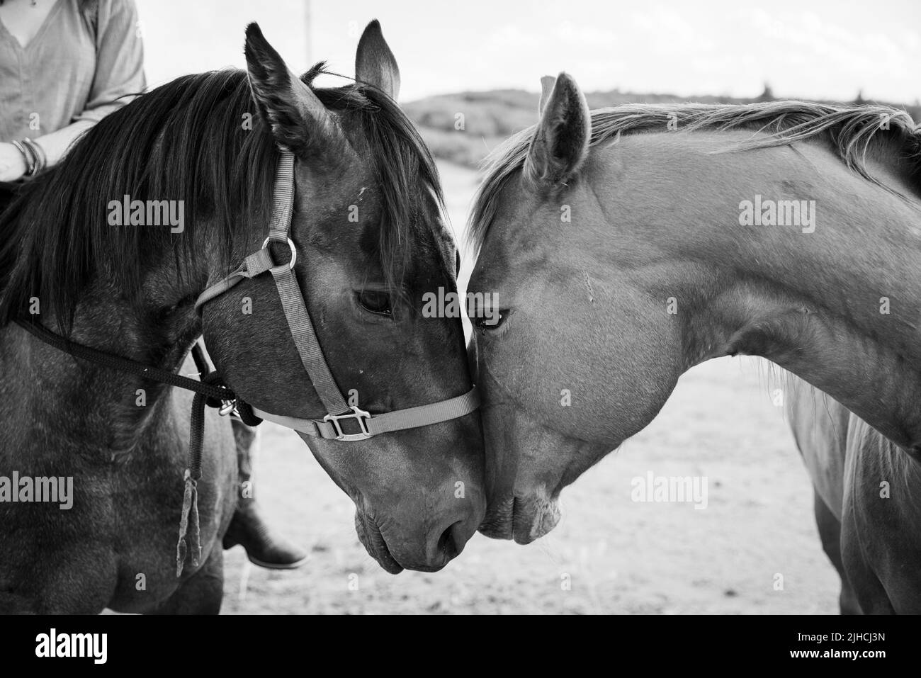 A grayscale close-up shot of two horses kissing each other Stock Photo ...