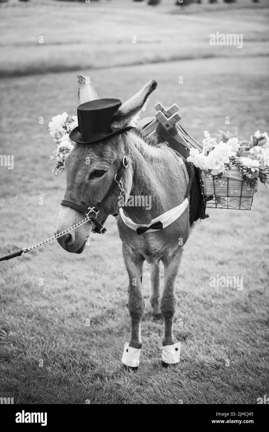 A vertical grayscale shot of a decorated donkey on a field Stock Photo