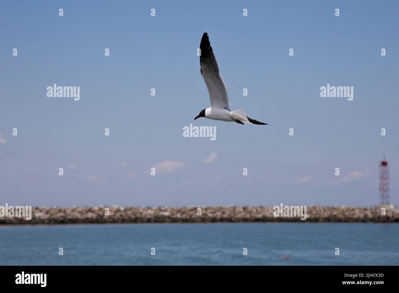 Seagull in flight against blue sky background. Stock Photo