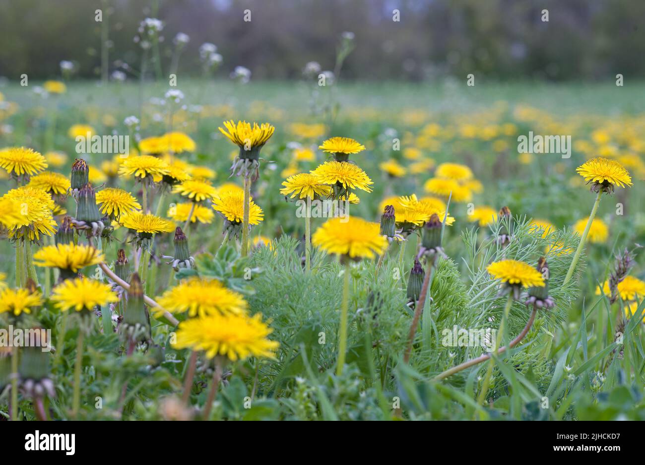 Blooming dandelions in the spring on a meadow. Dandelion field on a sunny day. Stock Photo