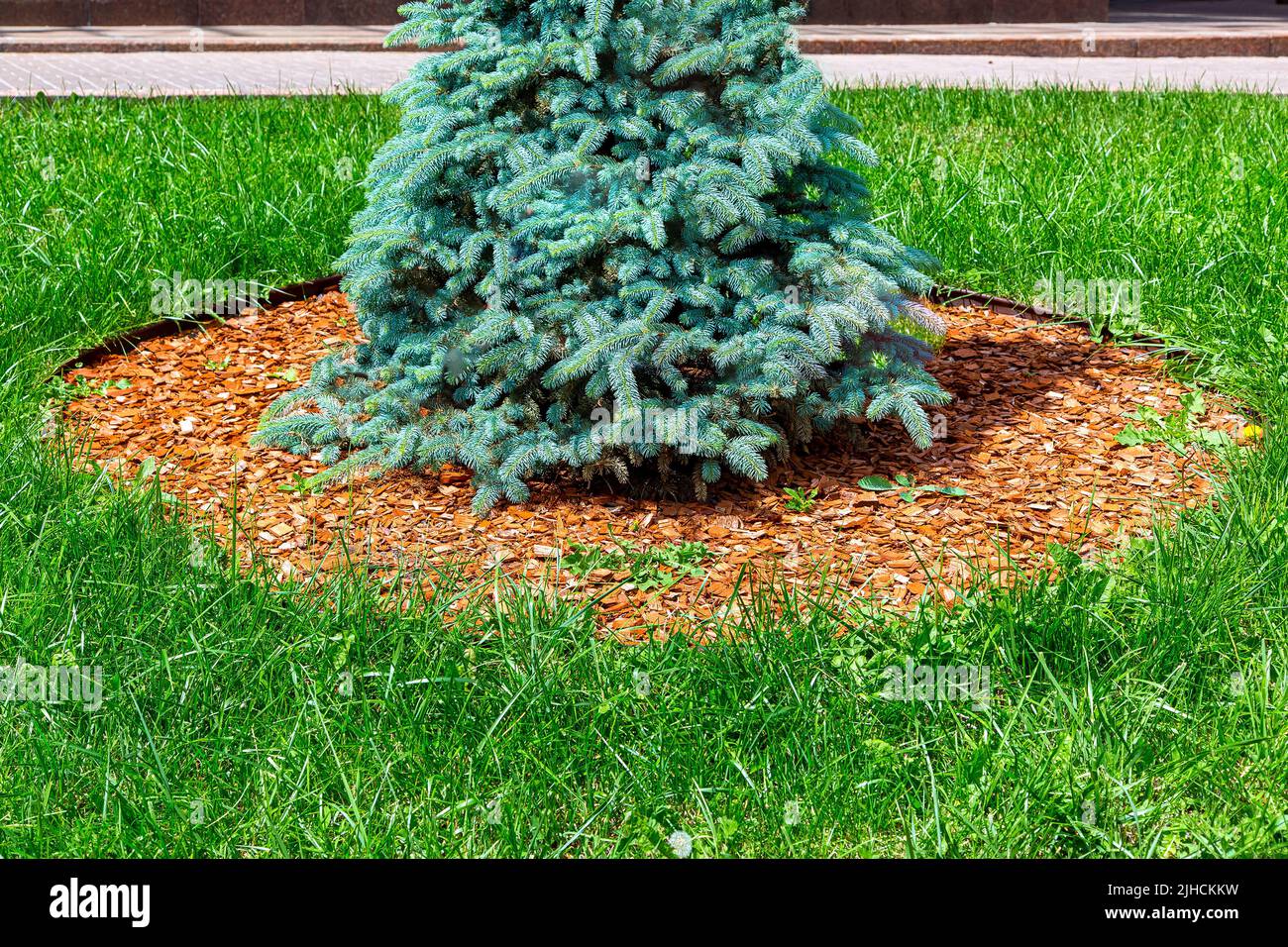 brown pine bark mulch on the park lawn. Beautiful city landscape design