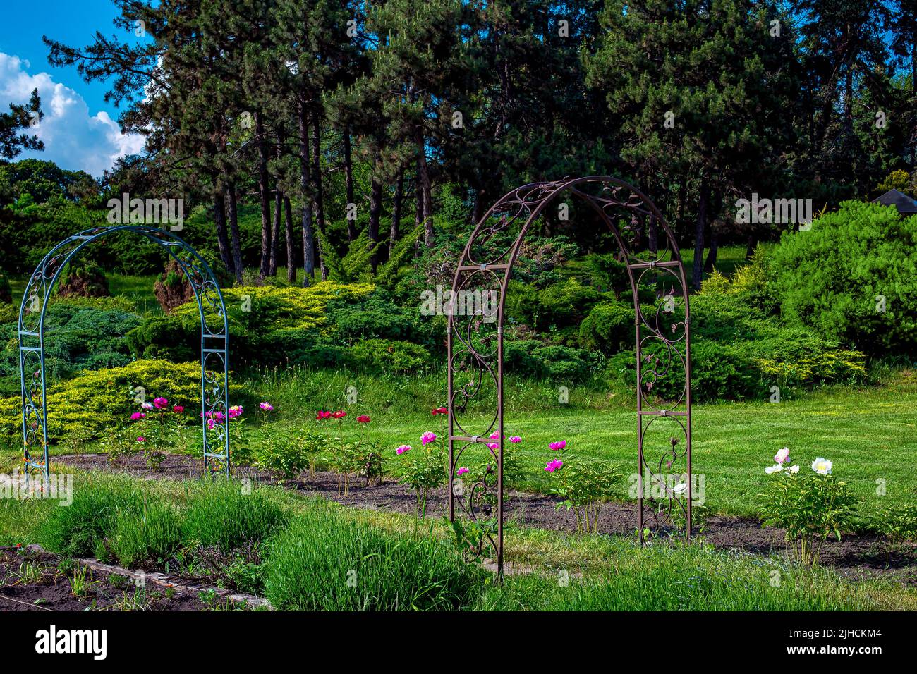 garden iron forged arch surrounded by flower bed with blooming peonies ...