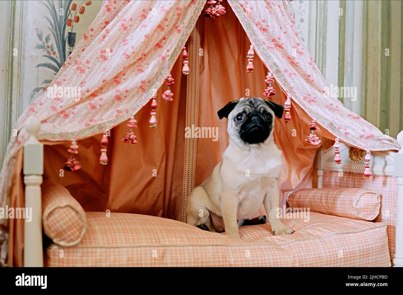 PUG DOG, MARIE ANTOINETTE, 2006 Stock Photo