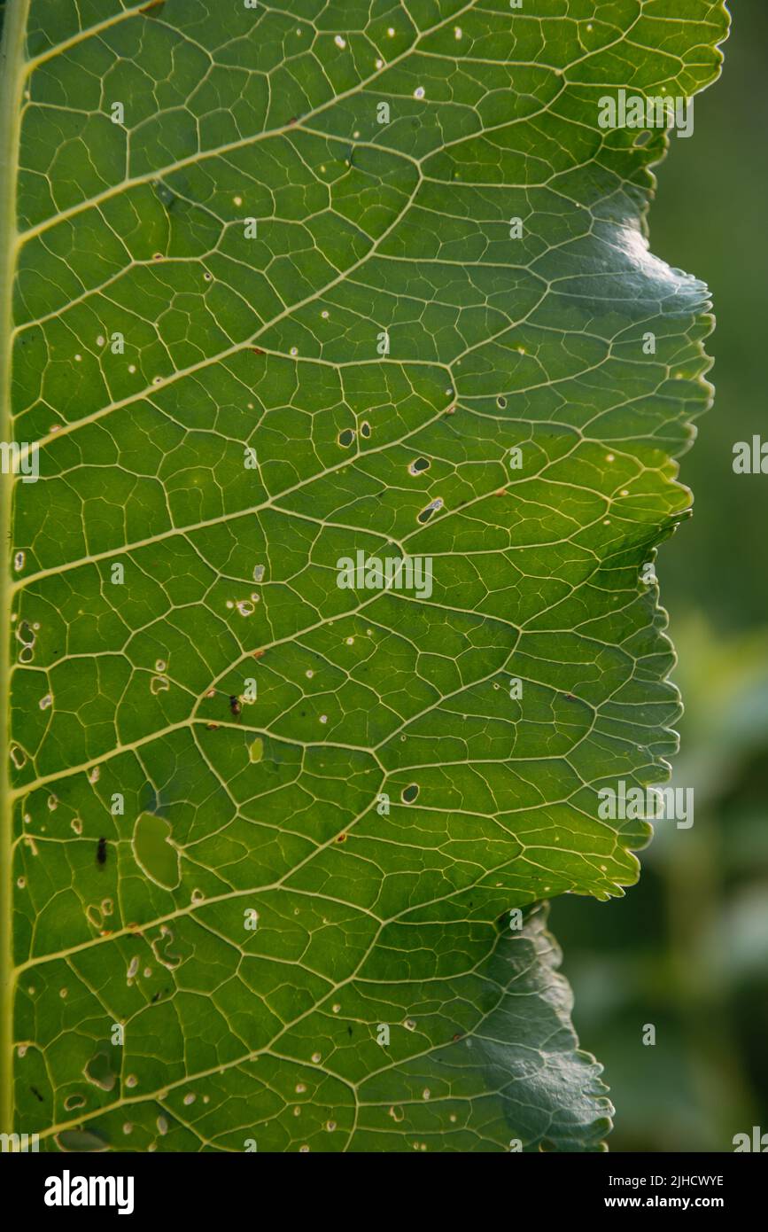 The texture of the horseradish leaf is close-up with veins and holes in the backlight. Stock Photo