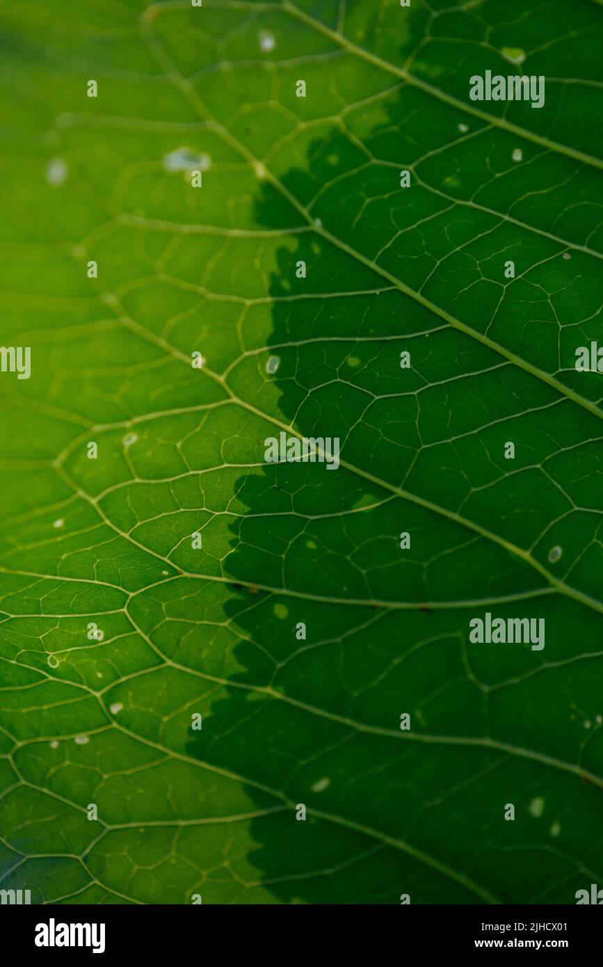The texture of the horseradish leaf is closeup with veins and holes in