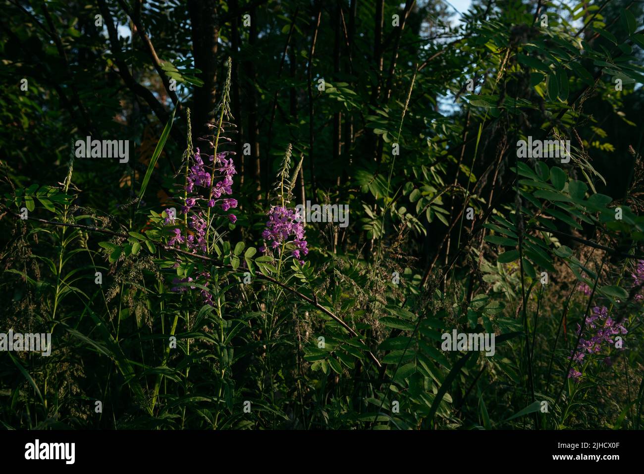 Blooming fireweed in a natural environment in a clearing of the northern forest in the rays of the setting sun. Stock Photo