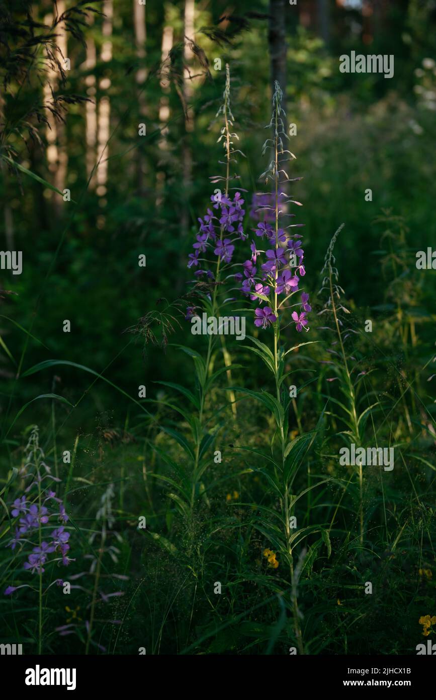 Blooming fireweed in a natural environment in a clearing of the northern forest in the rays of the setting sun. Stock Photo