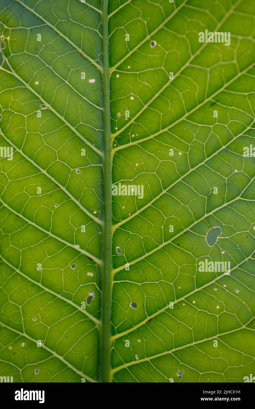 The texture of the horseradish leaf is closeup with veins and holes in