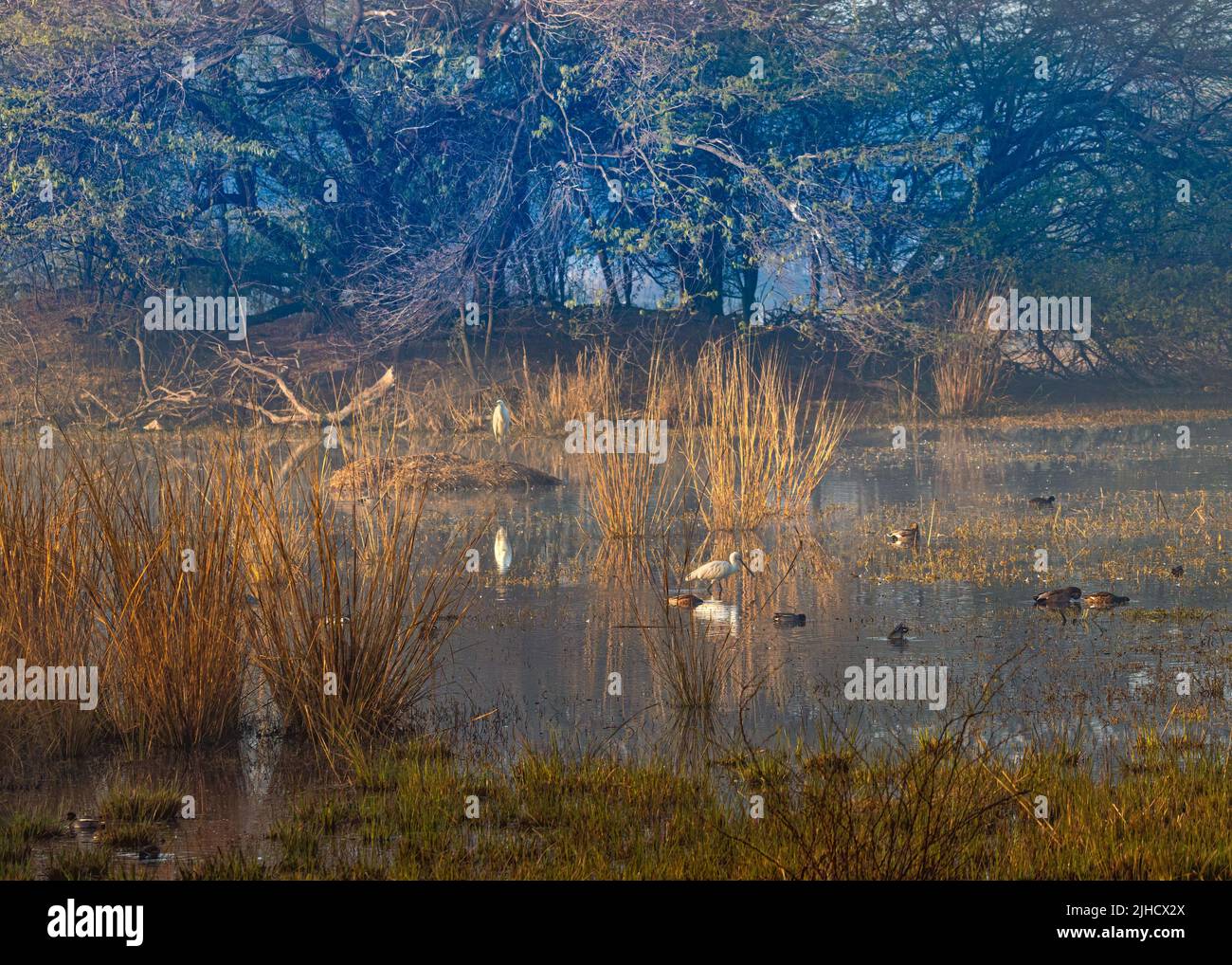 A scenic view of birds on a lake in a magical forest Stock Photo - Alamy
