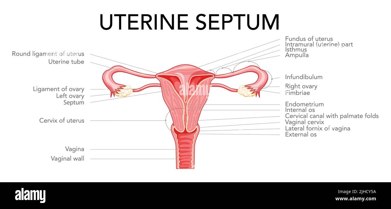 Female Reproductive System Diagram External View Human Reproductive