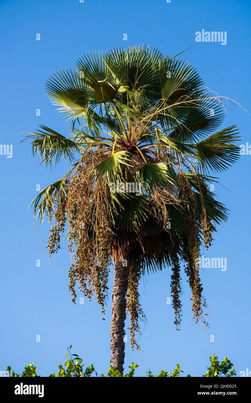 carnauba tree - bunch of fruit from the palm tree native to northeastern brazil Stock Photo