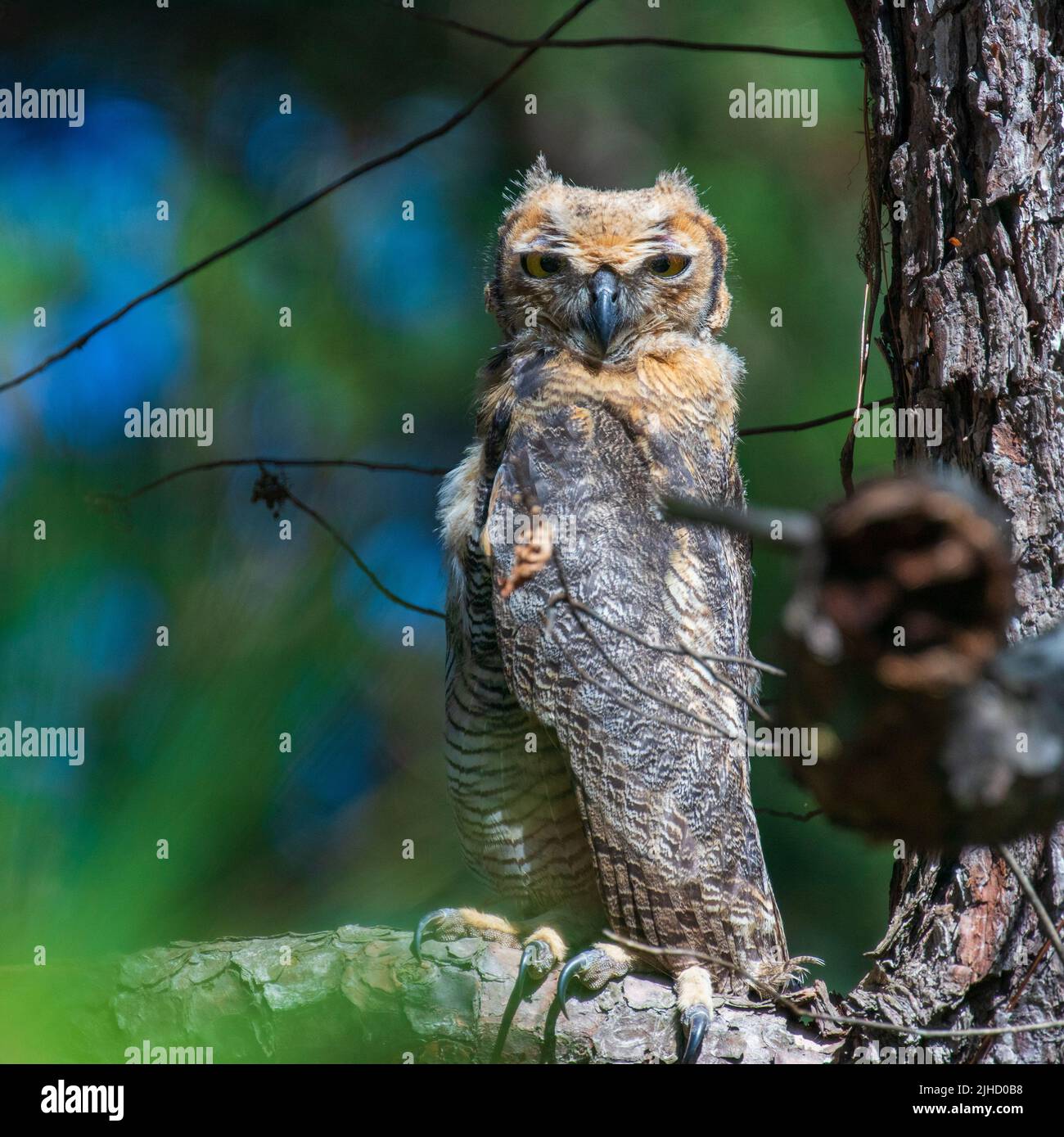Juvenile Great Horned Owl Sitting in a Tree Stock Photo Alamy