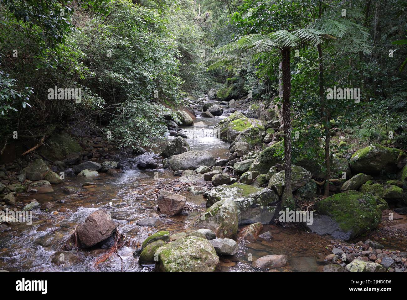 Stream flowing through South Eastern Australian Rainforest Stock Photo