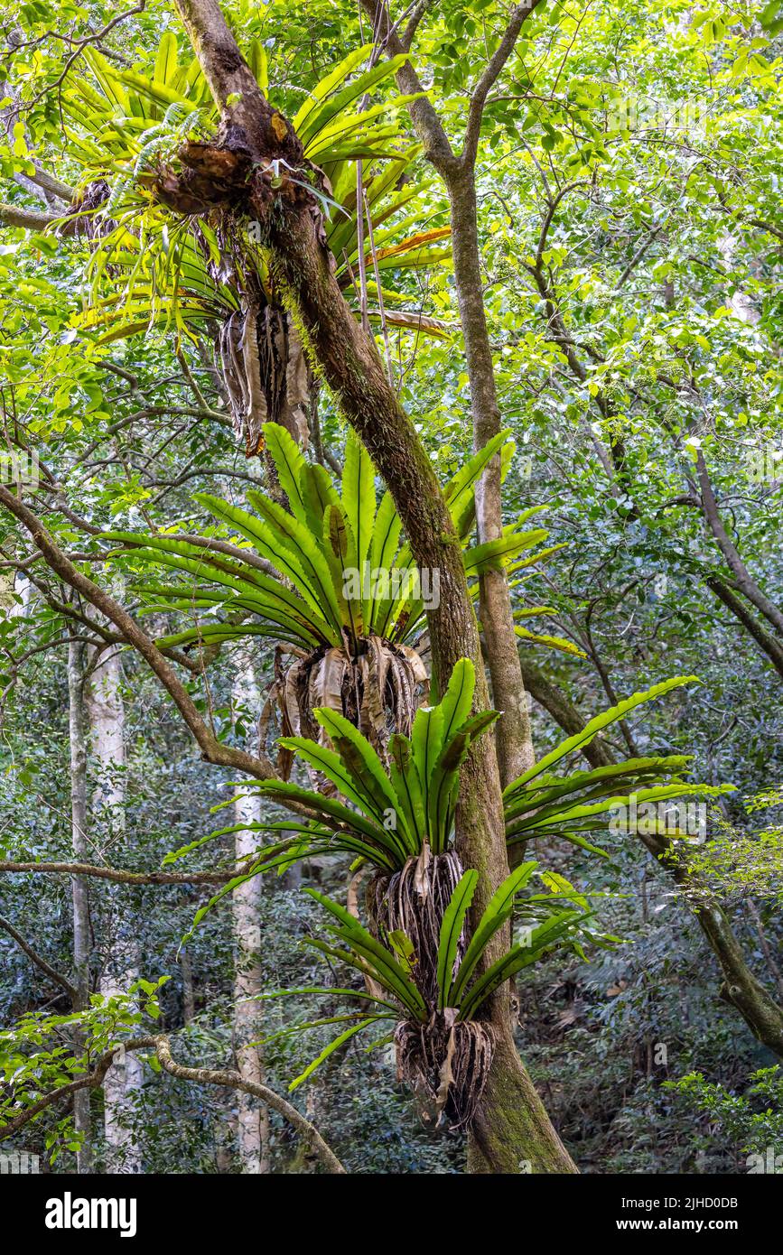 Birds nest ferns growing in a South Eastern Australian Rainforest Stock Photo