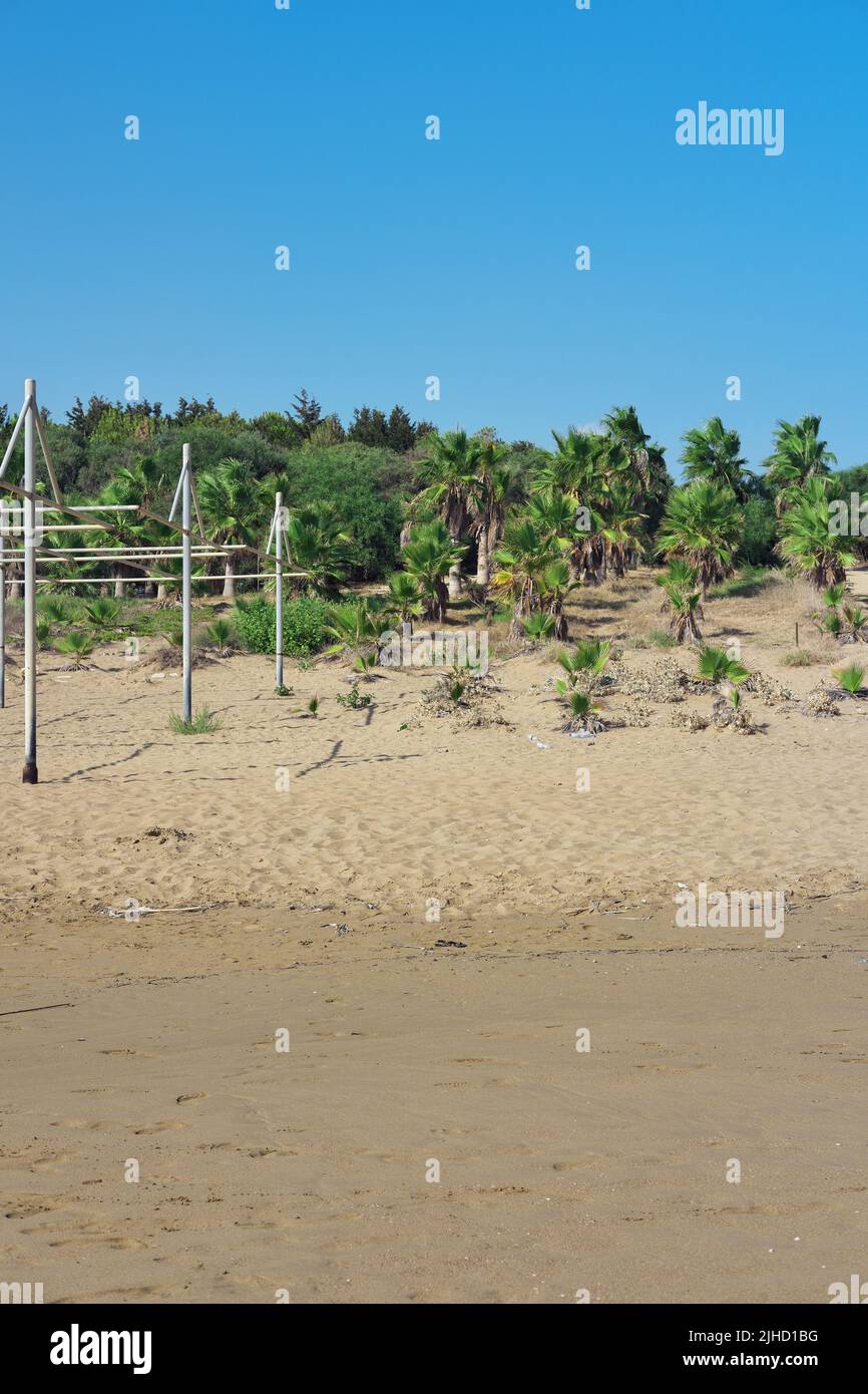 Palm trees at sandy beach Stock Photo