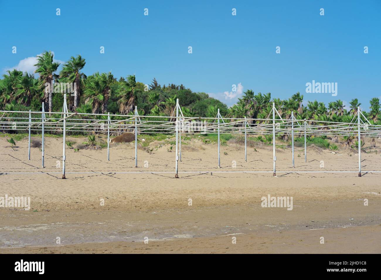 Palm trees at sandy beach Stock Photo