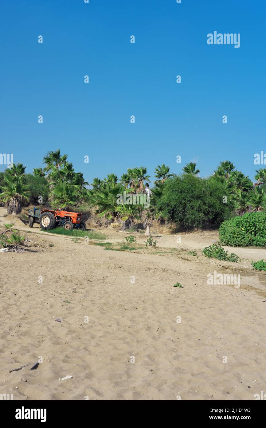 Tractor within palm trees at sand Stock Photo