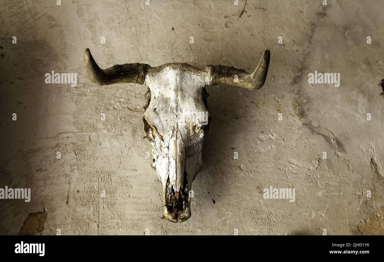 Dead animal head detail for decoration Stock Photo Alamy