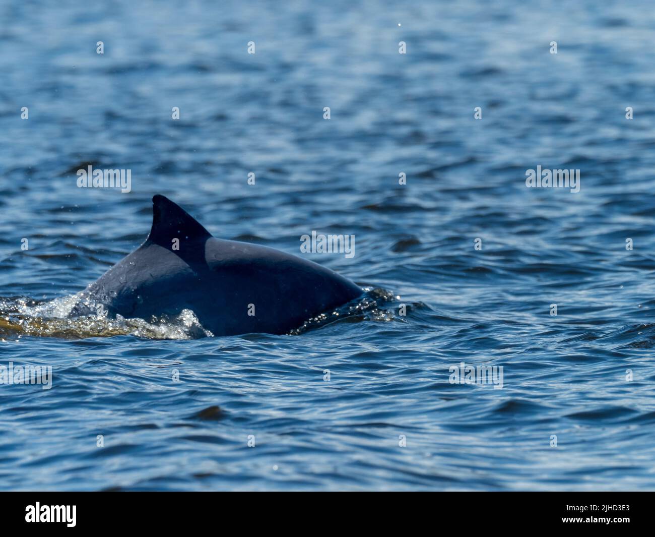 Tucuxi, Sotalia fluviatilis, or the gray river dolphin along the Amazon river in Peru Stock Photo