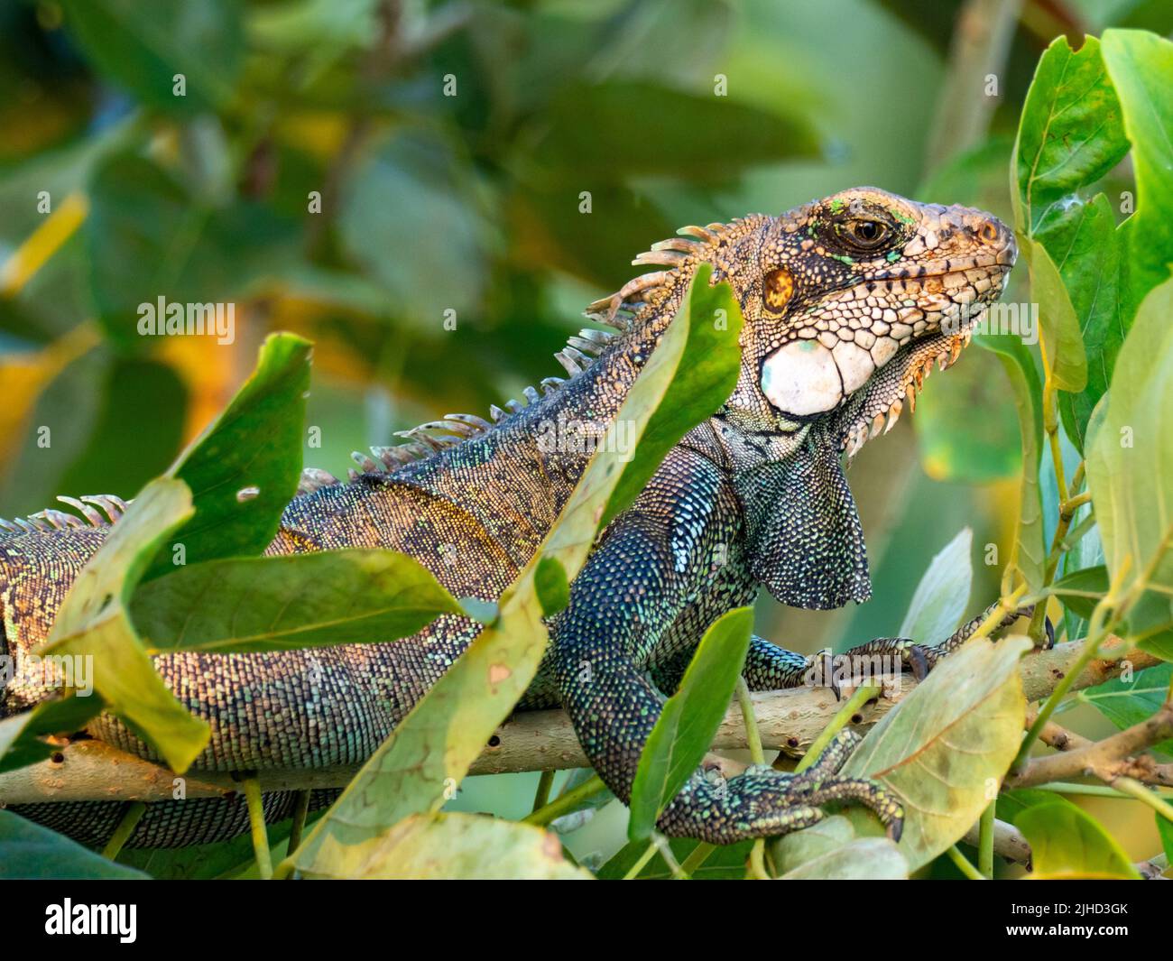Green iguana amazon hi-res stock photography and images - Alamy