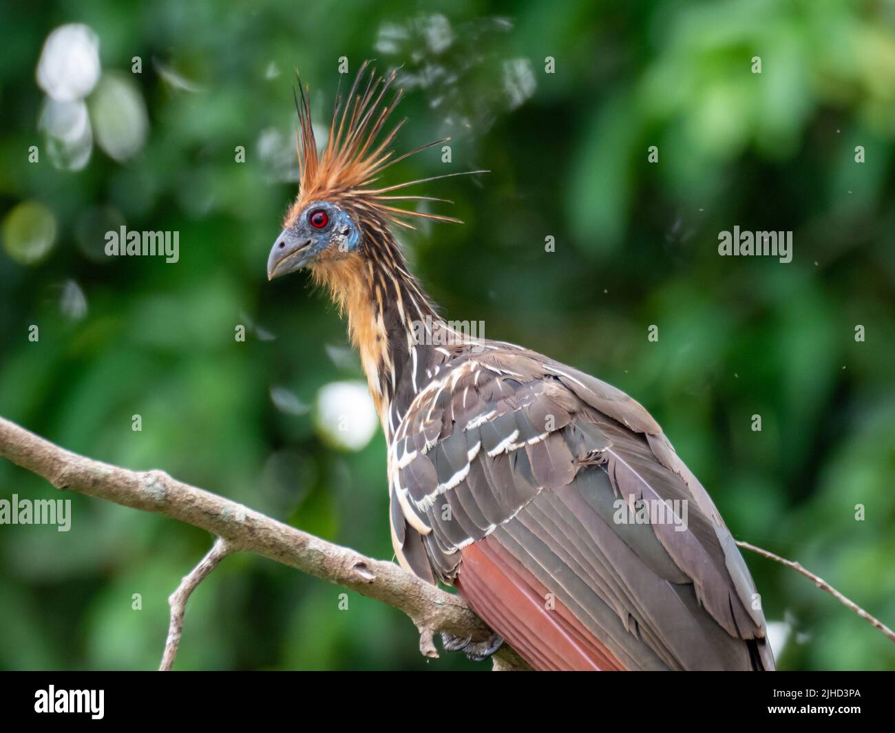 Hoatzin, Opisthocomus hoazin, a folivore bird in the Amazon of Peru Stock Photo