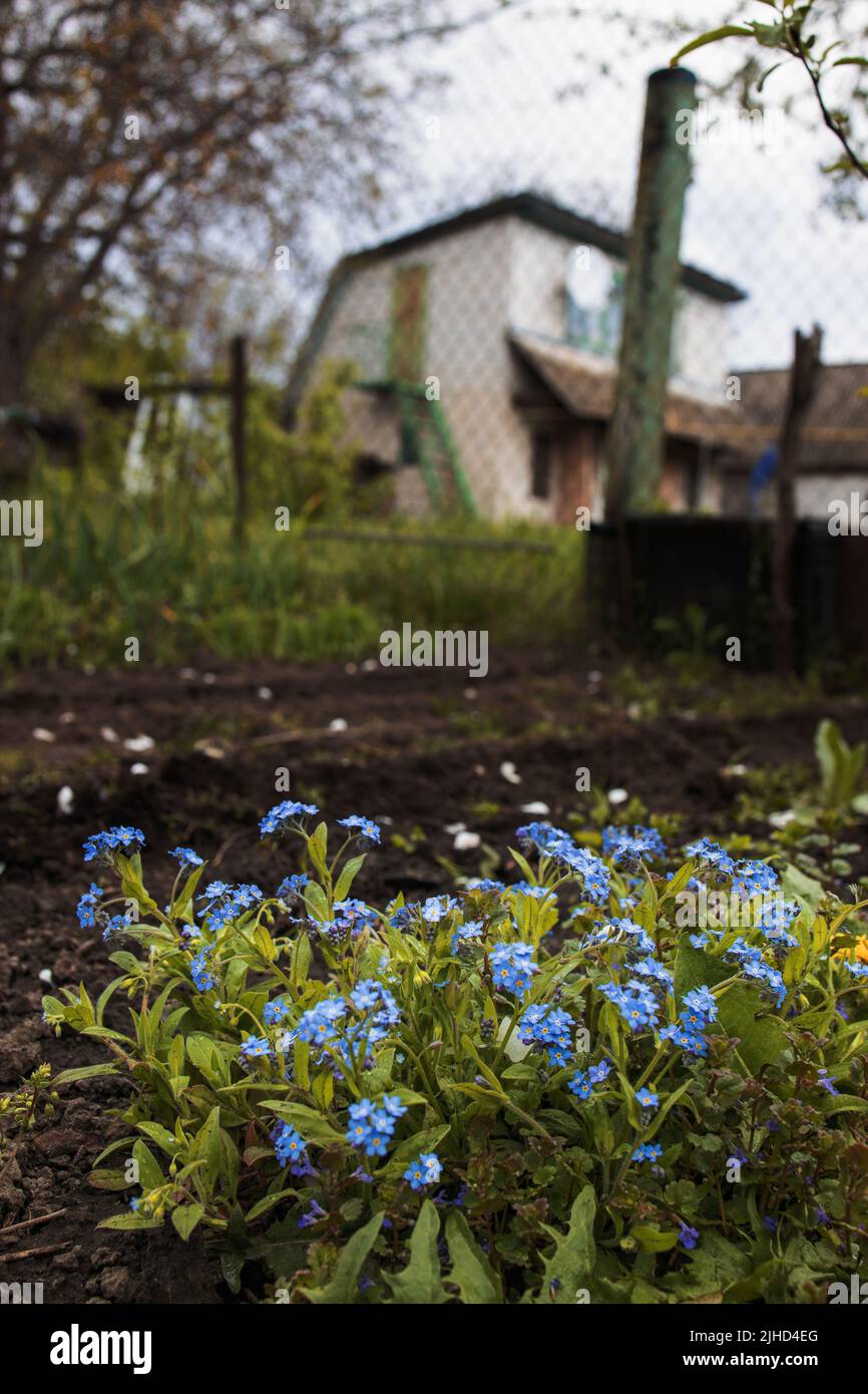 Forget-me-not flowers in the garden against the backdrop of a village house. Stock Photo