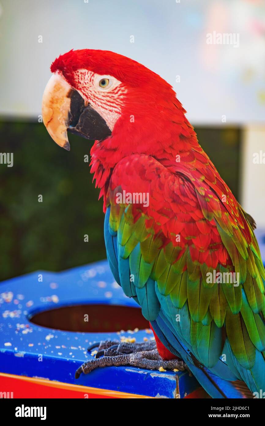 two macaw parrots eat food Stock Photo Alamy