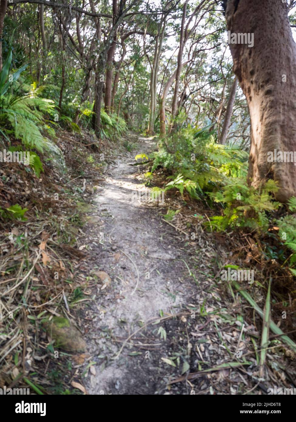 Sydney Red Gum (Angophora costata) and bracken line the Royal National