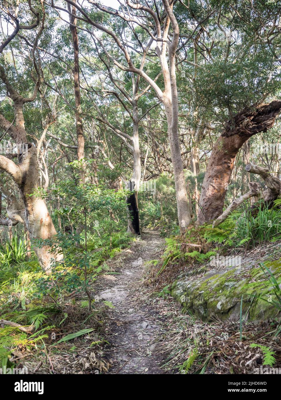 Sydney Red Gum (Angophora costata) and bracken line the Royal National