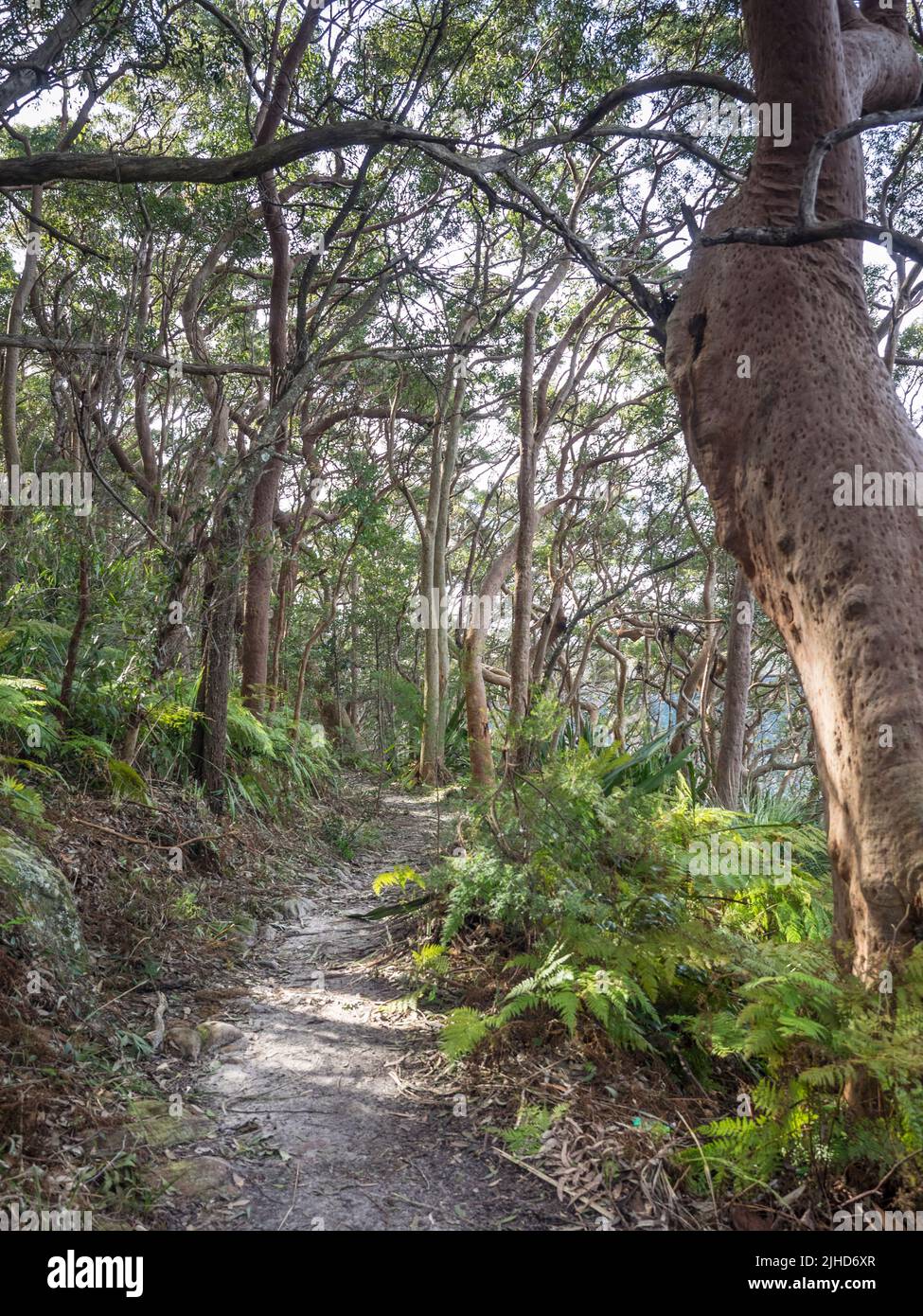Sydney Red Gum (Angophora costata) and bracken line the Royal National