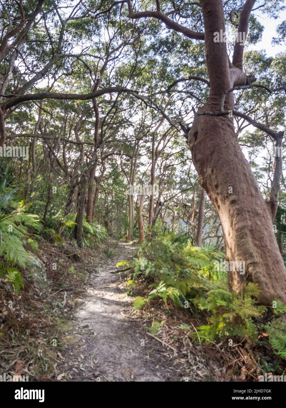 Sydney Red Gum (Angophora costata) and bracken line the Royal National