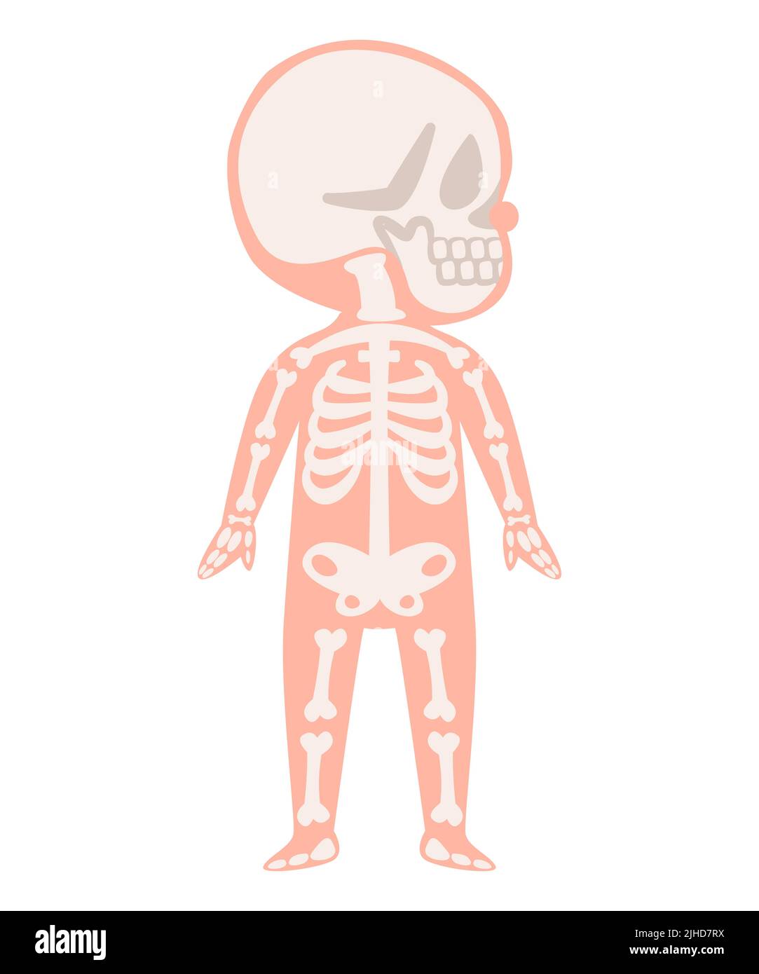 Skeleton bone body system anatomical internal organ graphic illustration Stock Vector