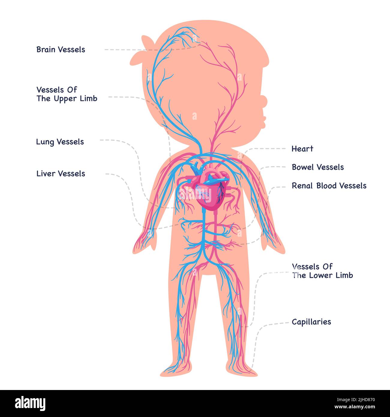 Blood vessel heart circulatory system cardiovascular internal organ graphic anatomy illustration Stock Vector