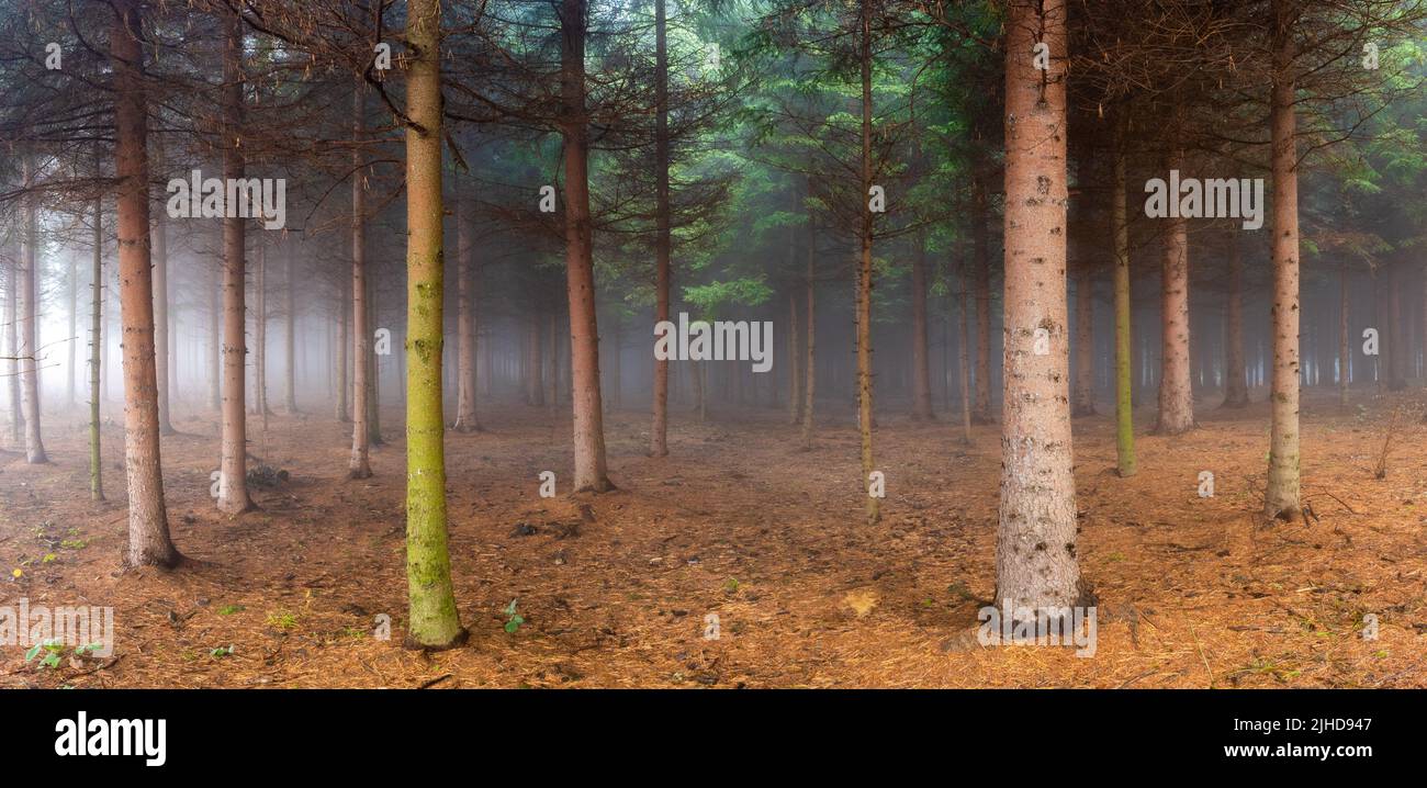 A creepy foggy forest with autumnal leaves on the ground Stock Photo ...