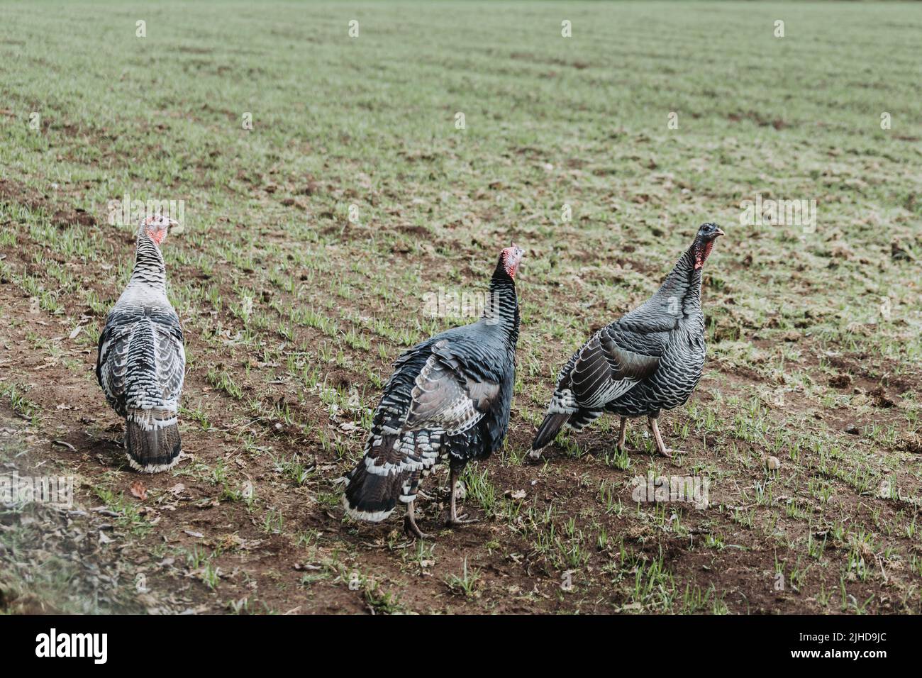 chilean female domestic turkeys walking in the field Stock Photo