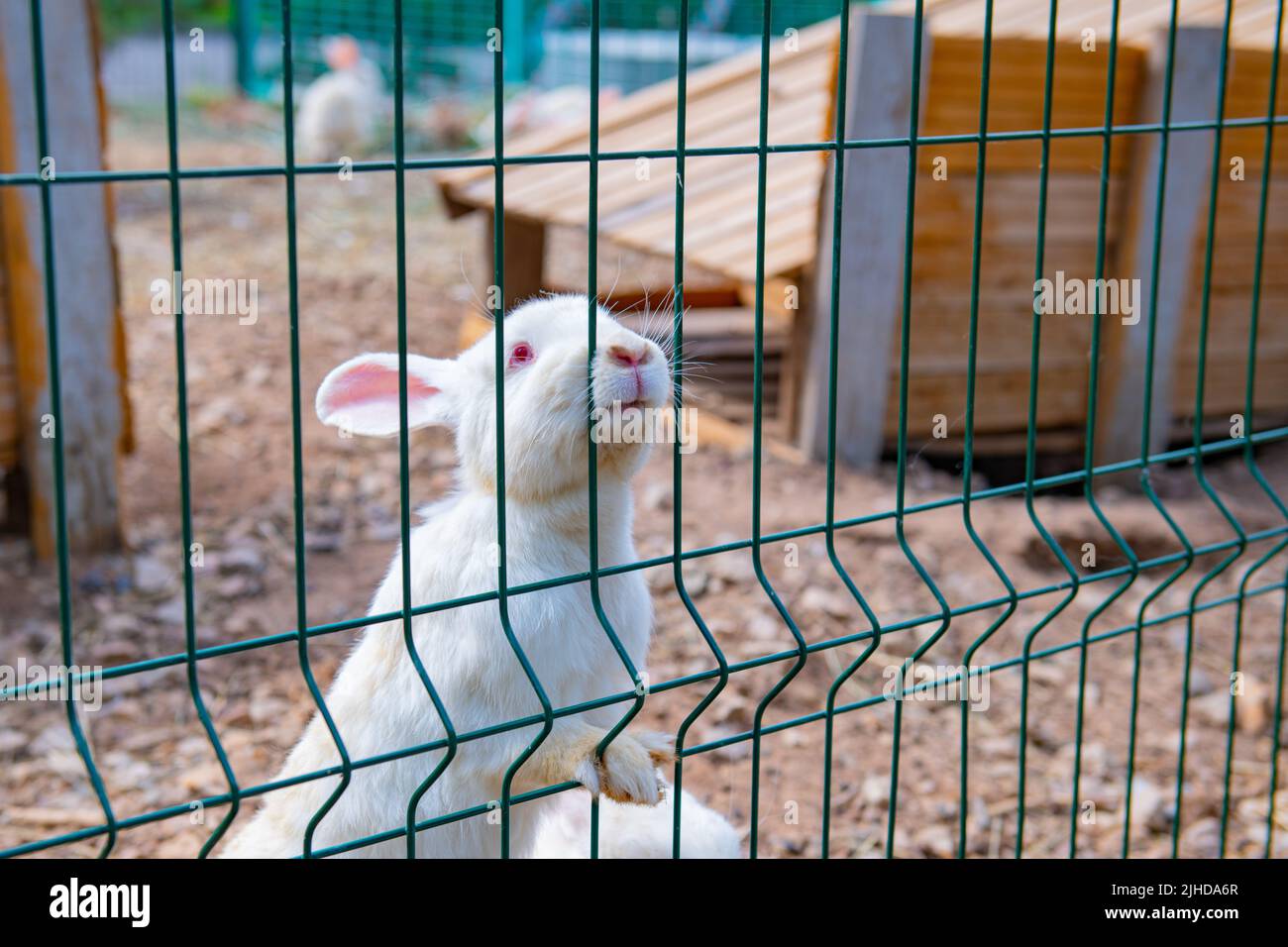 several rabbits lie in a cage in a house Stock Photo Alamy
